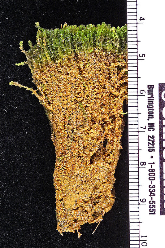 https://www.nzplants.auckland.ac.nz/en/about/liverworts/some-leafy-liverworts/Balantiopsidaceae/Isotachis-intortifolia.html